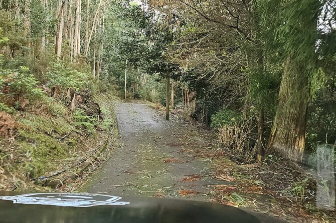 From Santa Cruz True Montains to Santana and Sao Vicente Tour - Customer Reviews