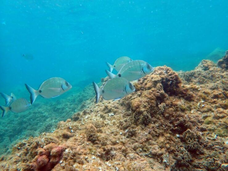 From Santa Pola: Snorkel Trip in Tabarca Island - Experience Highlights
