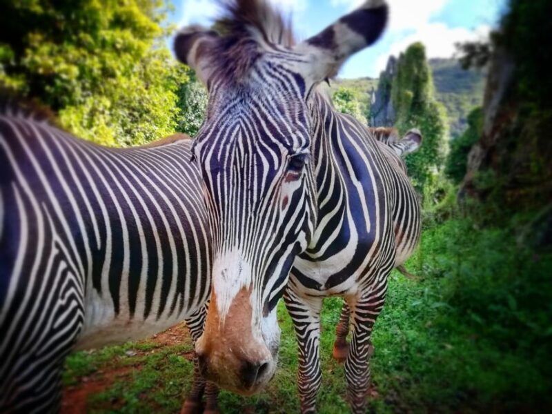 From Santander: Cabarceno Natural Park Half-Day Trip - FAQ
