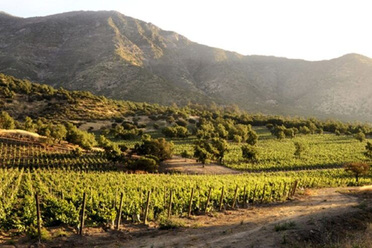 From Santiago: Maipo Valley Wine Tour - Experience Highlights