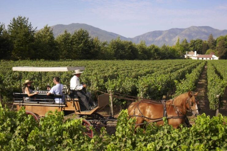 From Santiago: Private Colchagua Valley Wine Tour W/ Tasting - Experience Highlights