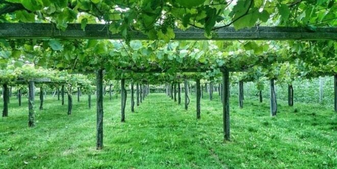 From Santiago: Rías Baixas Galicia Seafood & Wine Day Tour - Inclusions
