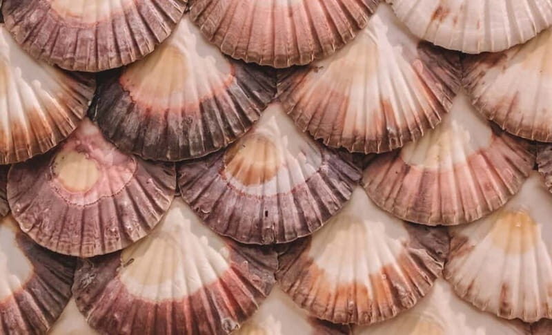 From Santiago: Rías Baixas Tour with boat trip and winery - Good To Know