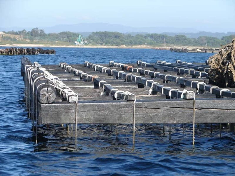 From Santiago: Rías Baixas Tour with boat trip and winery - The Experience in Context