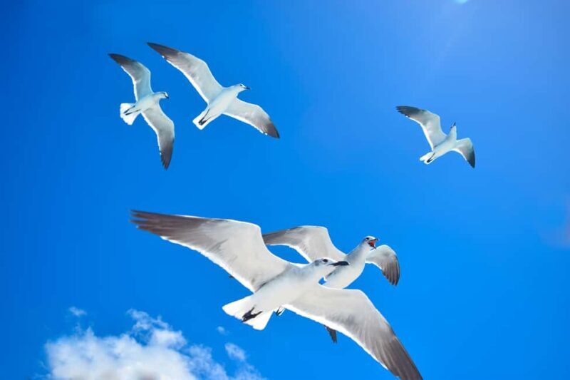 From Santo Domingo: Saona Island Day Trip w/ Lunch & Drinks - The Good, the Bad, and the Useful