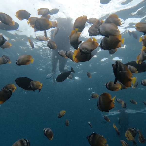 From Sanur : Snorkeling and Land Excursion at Nusa Penida - Important Travel Information