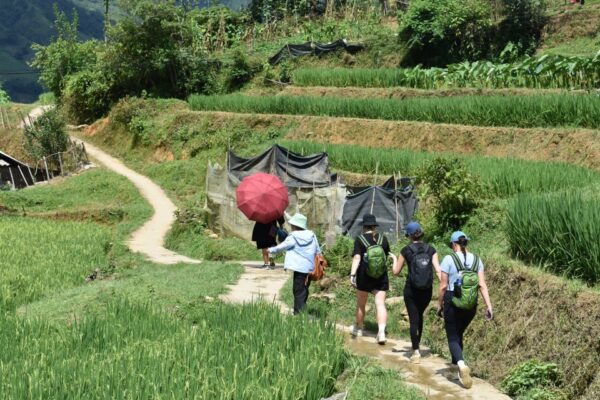 From Sapa: 1-Day Trekking Through Terraces Rice Fields - Common Questions