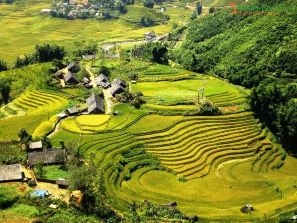 From Sapa: 1 Day Trekking to Terrace Field and Local Village - Common Questions