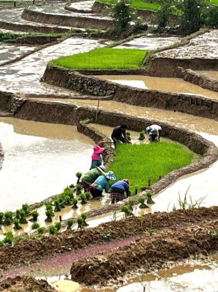 From Sapa - 1D Trek: Walk Through Bamboo Forest With Lunch - Pricing Information