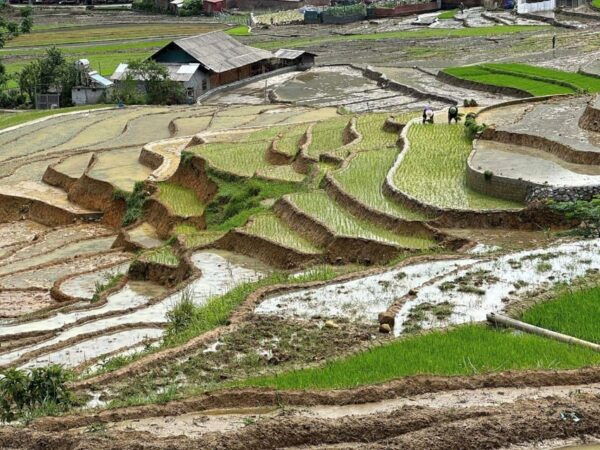 From Sapa - 1D Trek: Walk Through Bamboo Forest With Lunch - Frequently Asked Questions