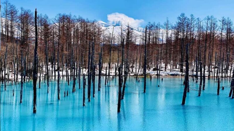 From Sapporo: Asahiyama Zoo, Waterfall & Blue Pond Tour - Experience Breakdown: In-Depth Look at the Tour