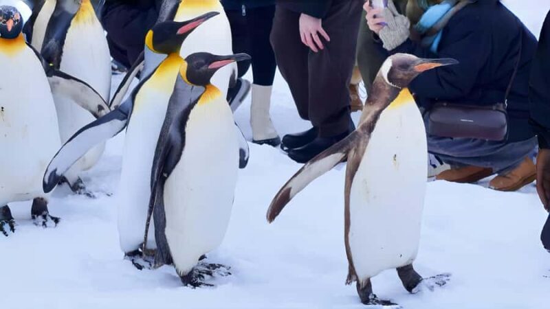 From Sapporo: Asahiyama Zoo, Waterfall & Blue Pond Tour - FAQ