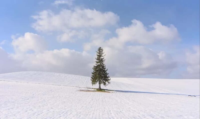 From Sapporo: Biei, Furano or Asahikawa Private Day Trip - Good To Know