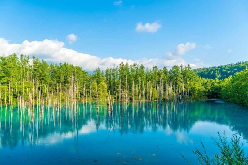 From Sapporo: Biei, Furano or Asahikawa Private Day Trip - Cost and Value Analysis