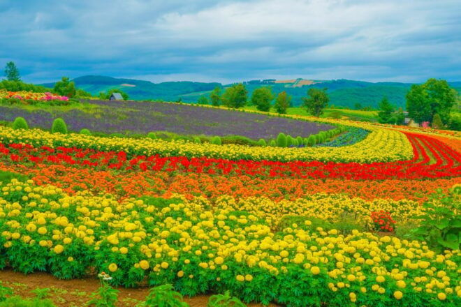 From Sapporo: Furano and Biei Day Trip With Lunch - Lunch Experience