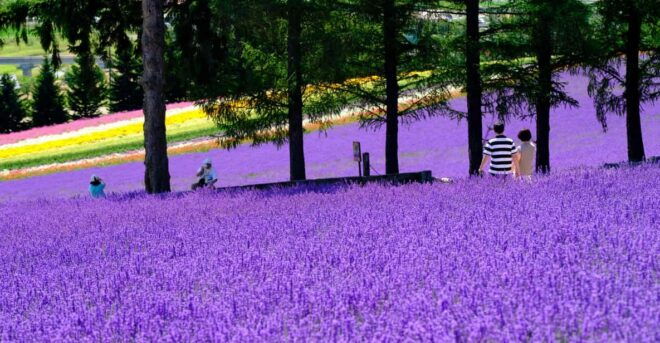 From Sapporo: Furano and Biei Day Trip With Lunch - Frequently Asked Questions