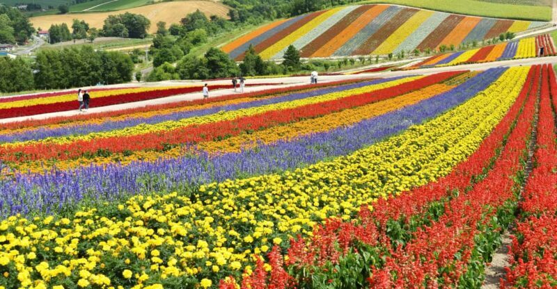 From Sapporo: Furano and Biei Vibrant Fields Tour - FAQs