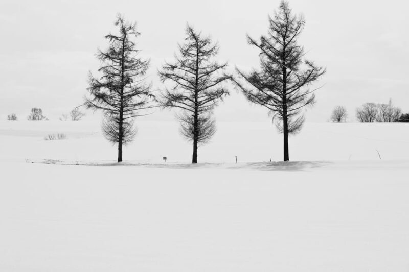 From Sapporo: Furano and Biei Vibrant Fields Tour - Frequently Asked Questions