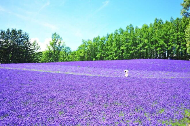 From Sapporo: Hokkaido Day Tour With Lunch Options - Transportation Details
