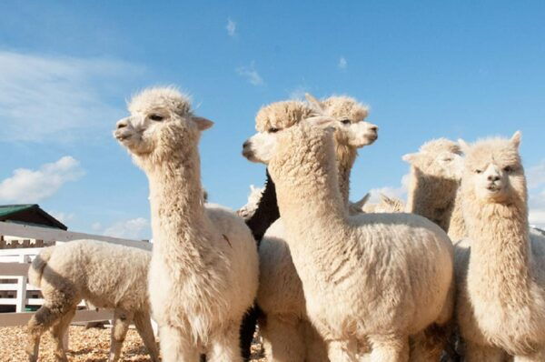 From Sapporo: Hokkaido Day Tour With Lunch Options - Guide Services