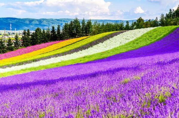 From Sapporo: Hokkaido Day Tour With Lunch Options - Important Information