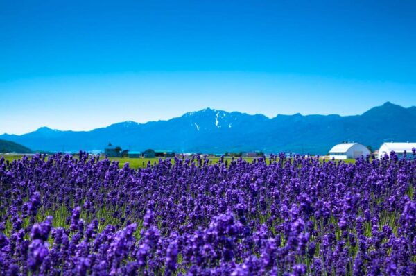 From Sapporo: Hokkaido Day Tour With Lunch Options - Customer Reviews