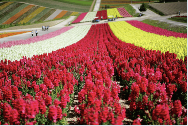 From Sapporo : Hokkaido Furano Tomita Farm Joiner Tour - Highlights of the Tour