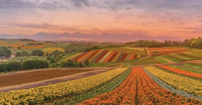From Sapporo : Hokkaido Furano Tomita Farm Joiner Tour - Activities to Enjoy