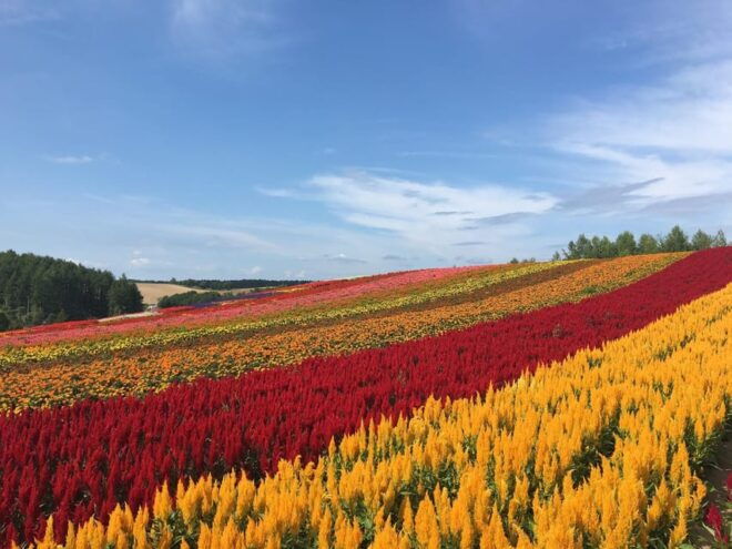From Sapporo: Private Customized Day Tour to Biei+Furano - Key Attractions