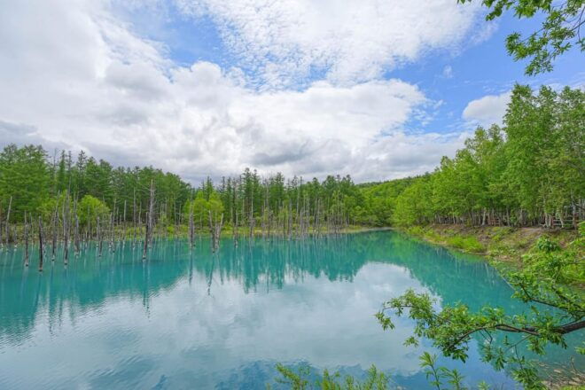 From Sapporo:Famous Asahiyama Zoo, Beautiful Biei&Furano - Aoi Ike: The Blue Pond