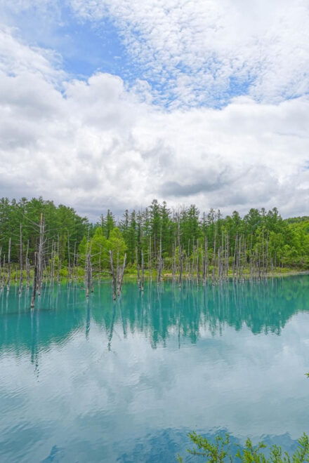 From Sapporo:Famous Asahiyama Zoo, Beautiful Biei&Furano - Exploring Farm Tomita