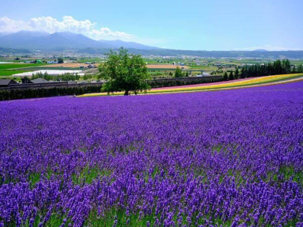 From Sapporo:Famous Asahiyama Zoo, Beautiful Biei&Furano - Travel Details and Logistics