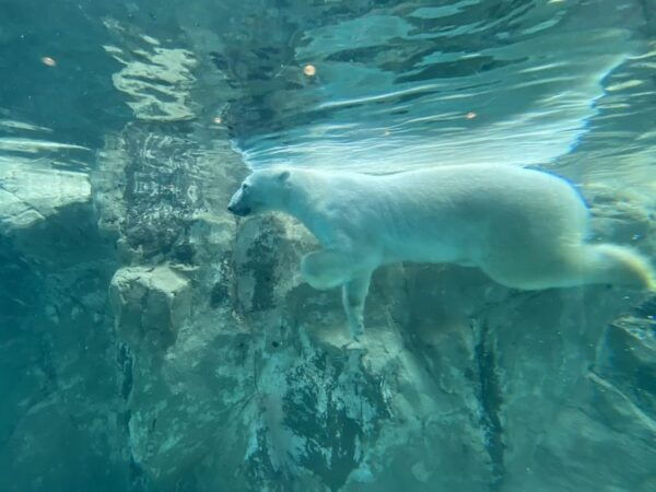 From Sapporo:Famous Asahiyama Zoo, Beautiful Biei&Furano - Booking Your Adventure