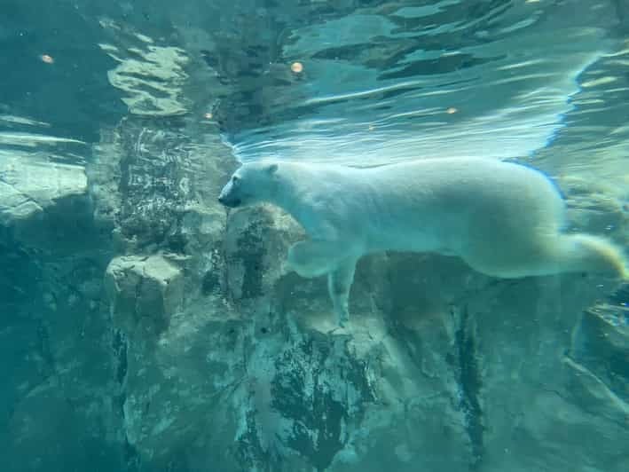 From Sapporo:Famous Asahiyama Zoo, Biei, Furano Forest - Good To Know