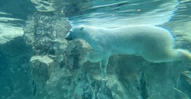From Sapporo:Famous Asahiyama Zoo, Biei, Furano Forest - Asahiyama Zoo Experience
