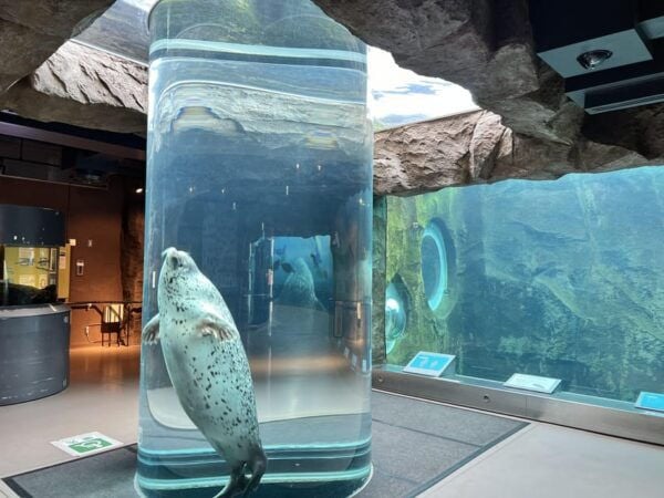 From Sapporo:Famous Asahiyama Zoo, Biei, Furano Forest - Scenic Road of Patchwork