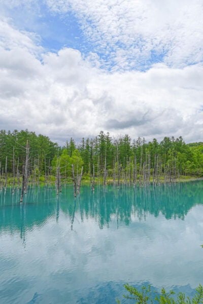 From Sapporo:Famous Asahiyama Zoo, Biei, Furano Forest - Included Services and Amenities