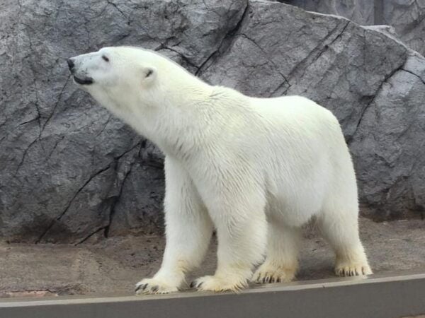 From Sapporo:Famous Asahiyama Zoo, Biei, Furano Forest - Customer Feedback and Ratings