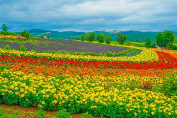 From Sapporo:Famous Asahiyama Zoo, Biei, Furano Forest - Frequently Asked Questions