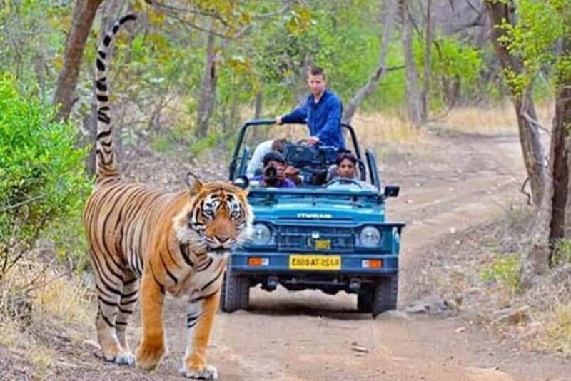 From Sawai Madhopur: Ranthambore National Park Jeep Safari - Good To Know  