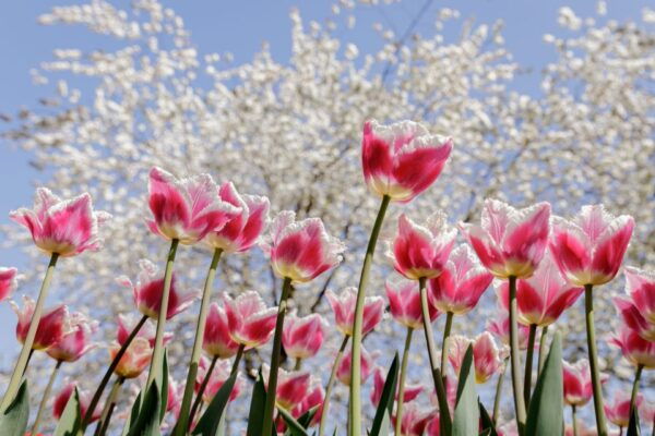 From Schiphol Airport: Keukenhof Entry and Public Bus Ticket - Common Questions