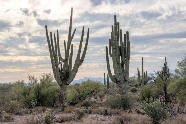 From Scottsdale: Jumping Cholla (Choya) Jeep Tour - Good To Know