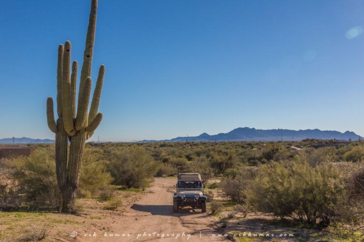 From Scottsdale: Sonoran Desert & Tonto National Forest Trip - Activity Details