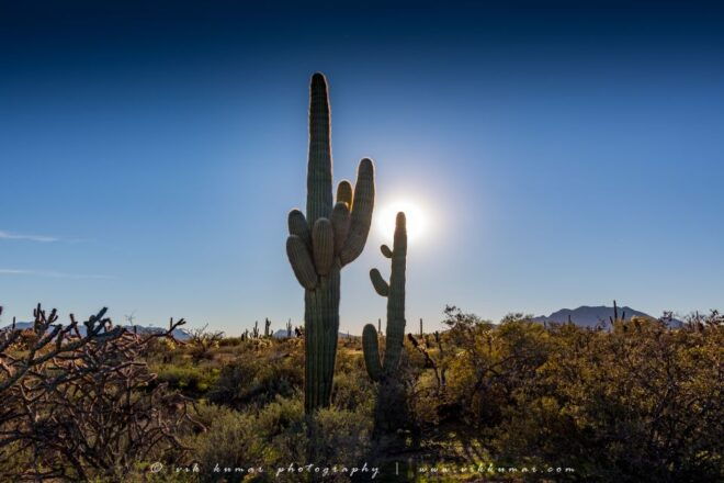 From Scottsdale: Sonoran Desert & Tonto National Forest Trip - Reviews and Ratings