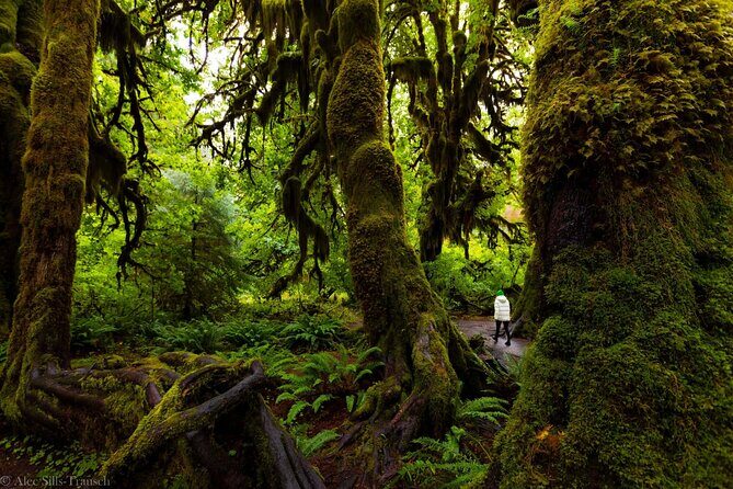 From Seattle Hoh rain forest and Olympic National Park Highlight - Final Thoughts