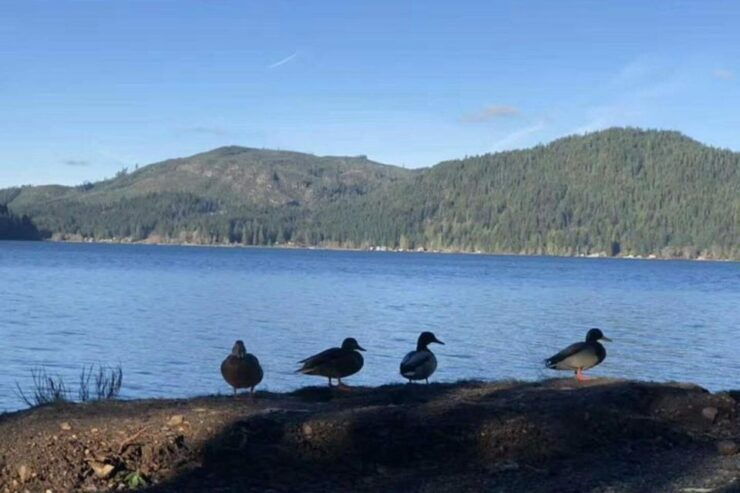 From Seattle: Olympic National Park Full-Day Tour - Pricing and Inclusions