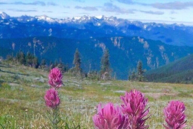 From Seattle: Olympic National Park Full Day Tour - Scenic Ferry Ride to Bainbridge Island