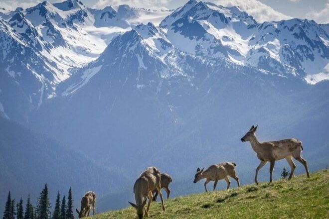From Seattle: Olympic National Park Full Day Tour - Safari Experience at Animal Farms