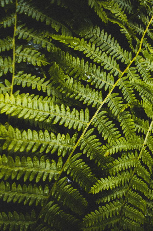 From Seattle: Snoqualmie, Twin Falls and Ancient Forest Trip - Itinerary Highlights