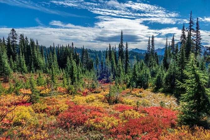 From Seattle:Hiking in Mount Rainier Private Tour - An In-Depth Look at the Mount Rainier Private Hiking Tour
